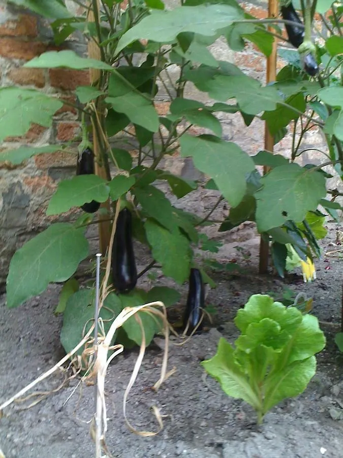 Ca' Ermina & Garden Apartment Venice Italy